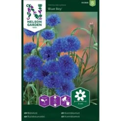 Blåklint 'Blue Boy'