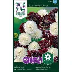 Praktvädd 'Snowmaiden', 'Black Knight'