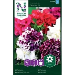 Petunia 'Glorius' F1