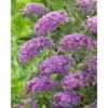 Buddleja FREE PETITE DARK PINK -Trädgårdsmateriel Försäljning 2024 5e1647583f69b1f3f74481546e92aad4