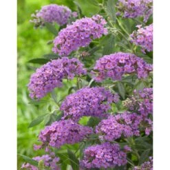 Buddleja FREE PETITE DARK PINK