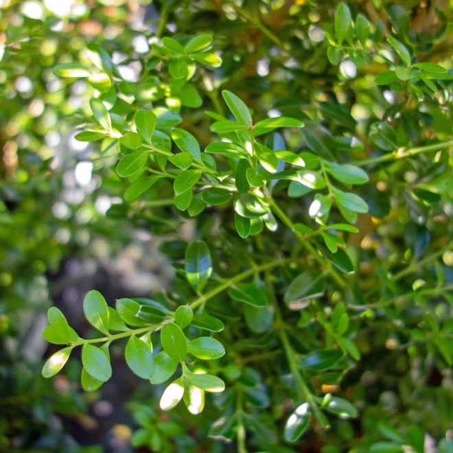 Buxbom BetterBuxus®-Serien 'Skylight' 3 Buxbom BetterBuxus®-Serien 'Skylight'