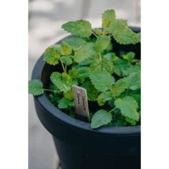 Citronmeliss 'Lemona'