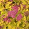 Praktspirea 'Firelight' -Trädgårdsmateriel Försäljning 2024 602ab2b43d451b4dbc94c0ce120aed5e