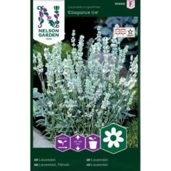 Lavendel 'Ellagance Ice'