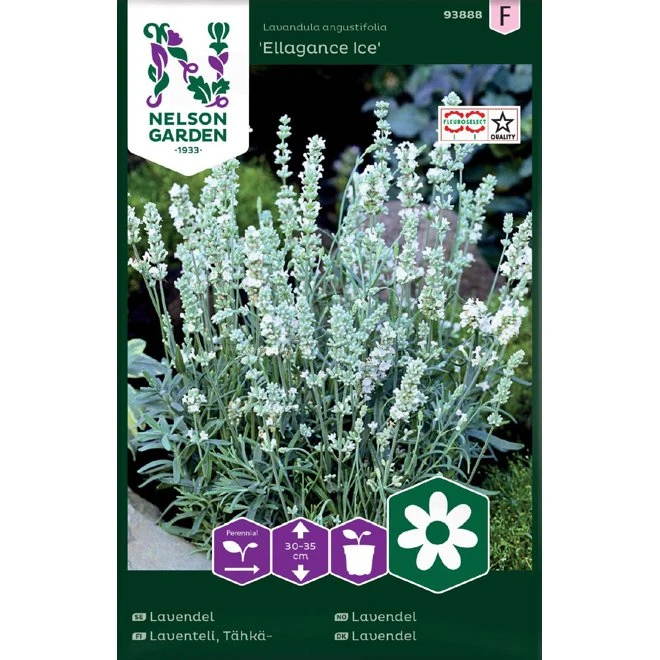 Lavendel 'Ellagance Ice' 3 Lavendel 'Ellagance Ice'