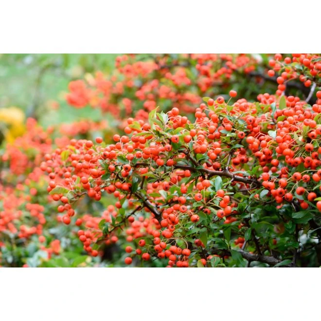 Eldtorn 'Anatolia' 3 Eldtorn 'Anatolia'