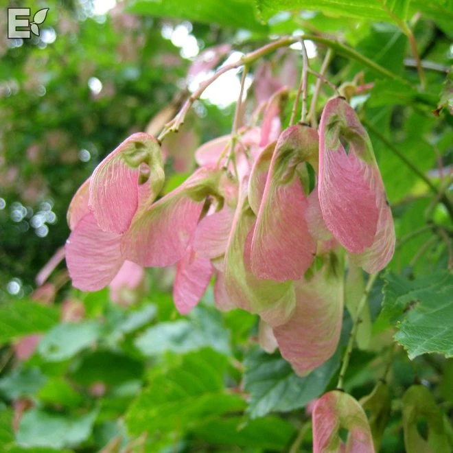 Rysk Lönn Fk Falun E-planta 3 Rysk Lönn Fk Falun E-planta