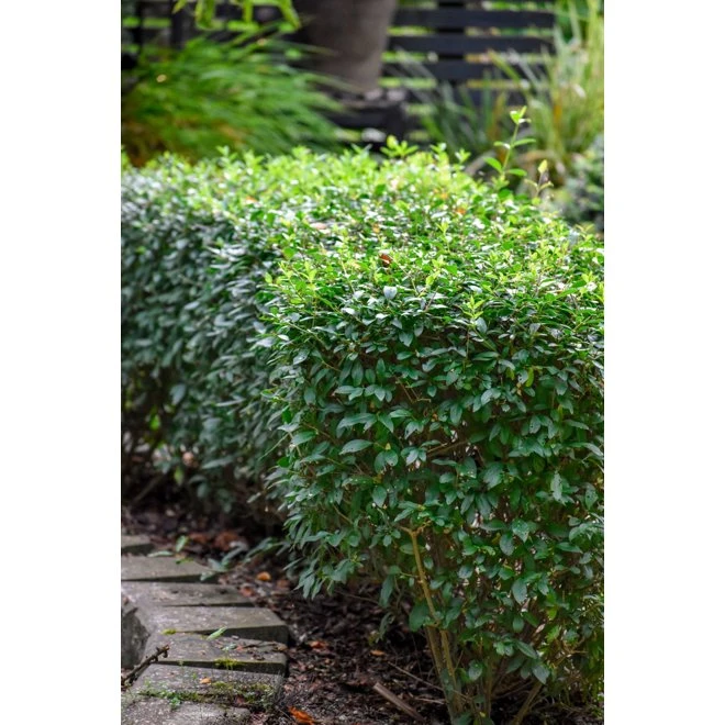 Liguster 10-pack 3 Liguster 10-pack