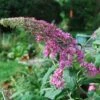 Syrenbuddleja 'Pink Delight' -Trädgårdsmateriel Försäljning 2024 6852f01d36ae4b9ec2df48d1e025b7e5