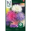 Aster 'Prinette' Mix -Trädgårdsmateriel Försäljning 2024 696e1988773f029e1e55e1f154fd02d1