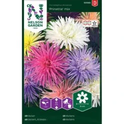 Aster 'Prinette' Mix