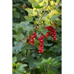 Röda Vinbär RÖDA HOLLÄNDSKA ('Rote Holländische')