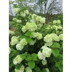 Japansk Snöbollsbuske 'Opening Day'™