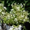 Rosendeutzia YUKI SNOWFLAKE ('NCDX1') 2 Rosendeutzia YUKI SNOWFLAKE ('NCDX1') -Trädgårdsmateriel Försäljning 2024 703d8423bdde52babfd7726a5f86eea4