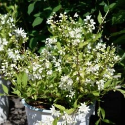 Rosendeutzia YUKI SNOWFLAKE ('NCDX1')
