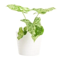 Pilspetsranka 'Mottled'