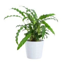 Vågbladskalatea 'Blue Grass'