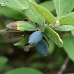 Blåbärstry ANJA