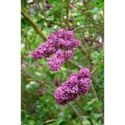 Syren 'Andenken An Ludwig Späth'