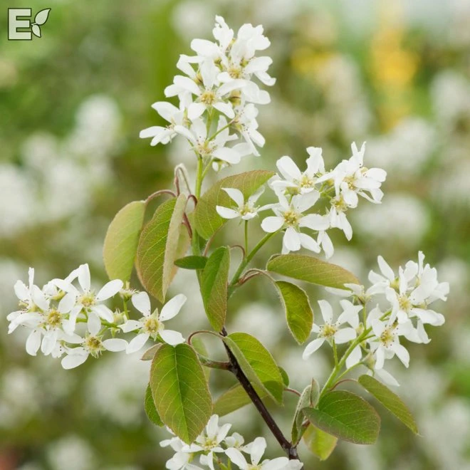 Häggmispel Fk Falun 3 Häggmispel Fk Falun