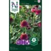Zinnia 'Cresto! Violet' -Trädgårdsmateriel Försäljning 2024 76e69a562b3729373049d2a02da9f3d3