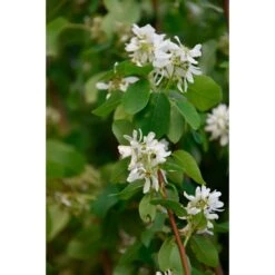 Kanadensisk Häggmispel RAINBOW PILLAR ('Glennform')