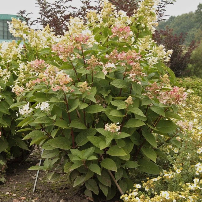 Vipphortensia EARLY SENSATION 3 Vipphortensia EARLY SENSATION