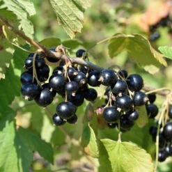 Svarta Vinbär 'Delikatesnaja'