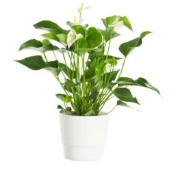 Rosenkalla WHITE CHAMPION