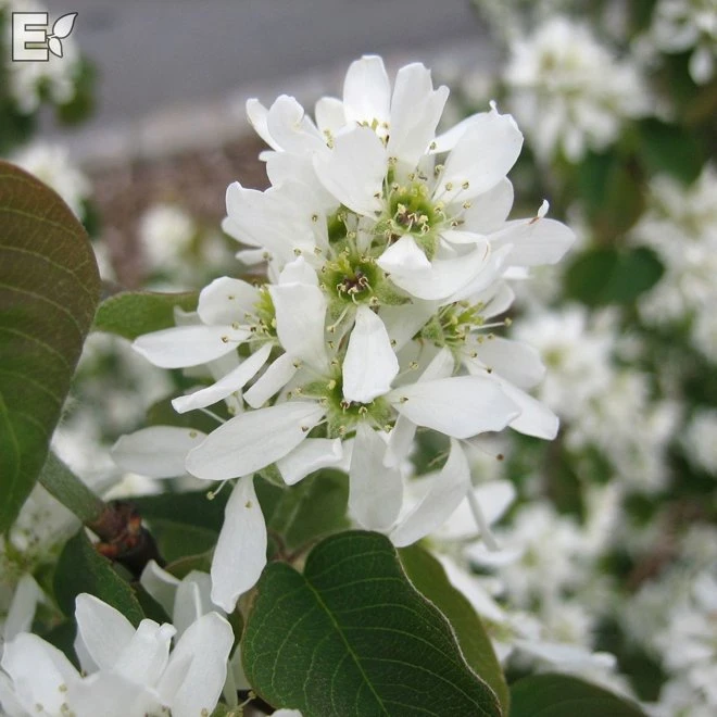 Bärhäggmispel Fk ALVDAL 3 Bärhäggmispel Fk ALVDAL