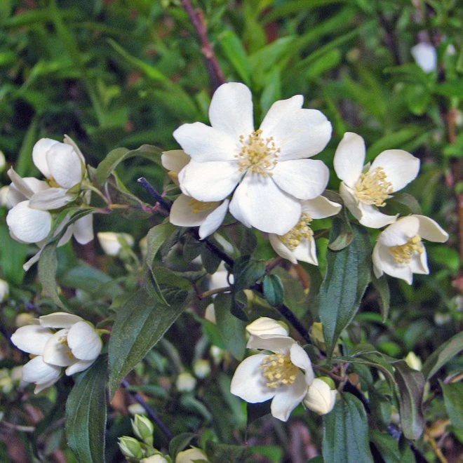 Norrlandsschersmin 'Waterton' 3 Norrlandsschersmin 'Waterton'