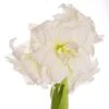 Amaryllis 'Alfresco' -Trädgårdsmateriel Försäljning 2024 80144297cbc391292ba2aa76d622d926