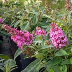Buddleja 'Butterfly Candies Little Pink'®