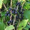 Svarta Vinbär 'Titania' -Trädgårdsmateriel Försäljning 2024 81038ec2eb5b79a988fdbafe24cd1242