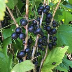 Svarta Vinbär 'Titania'
