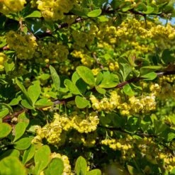 Trädgårdsberberis EMERALD CAROUSEL ('Tara')