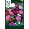 Aster Dwarf Chrysanthemum Mix