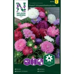 Aster Dwarf Chrysanthemum Mix