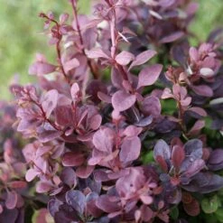 Röd Häckberberis 'Atropurpurea'