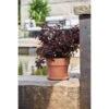 Smällspirea ALL BLACK ('Minall2')