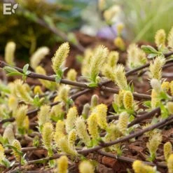 Krypvide 'Grey Carpet'