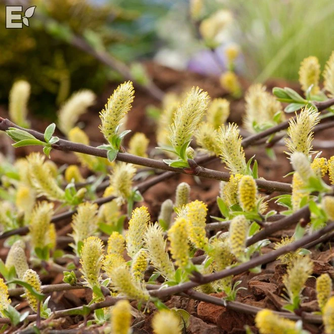 Krypvide 'Grey Carpet' 3 Krypvide 'Grey Carpet'