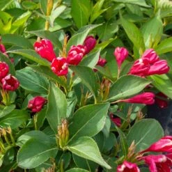 Prakttry 'ALL SUMMER RED'