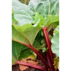 Rabarber 'Canada Red'