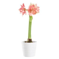 Amaryllis SWEET NYMPH