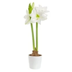 Amaryllis, Vit