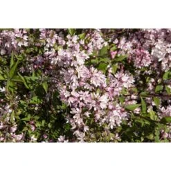 Rosendeutzia YUKI CHERRY BLOSSOM ('NCDX2')