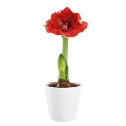 Amaryllis 'Merry Christmas'