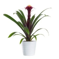 Juvelblomma 'Francesca'